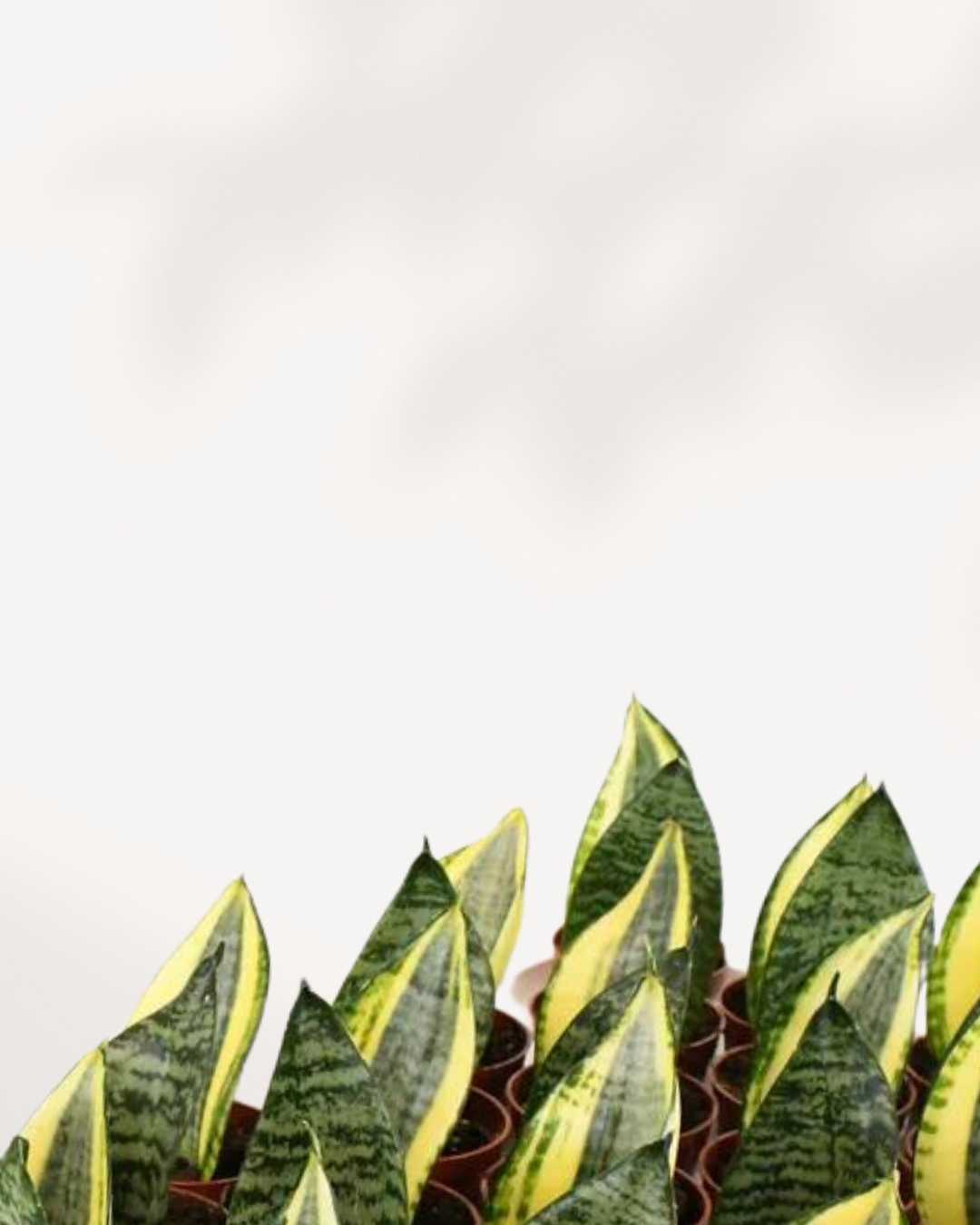 Sansevieria Koi Fin