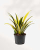 Sansevieria La Rubia 6" Pot - Medium (Expect some blemishes)