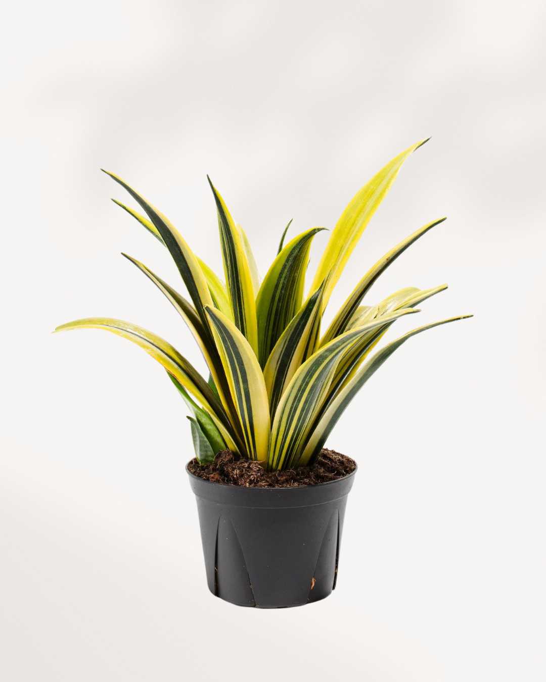 Sansevieria La Rubia 6" Pot - Medium (Expect some blemishes)