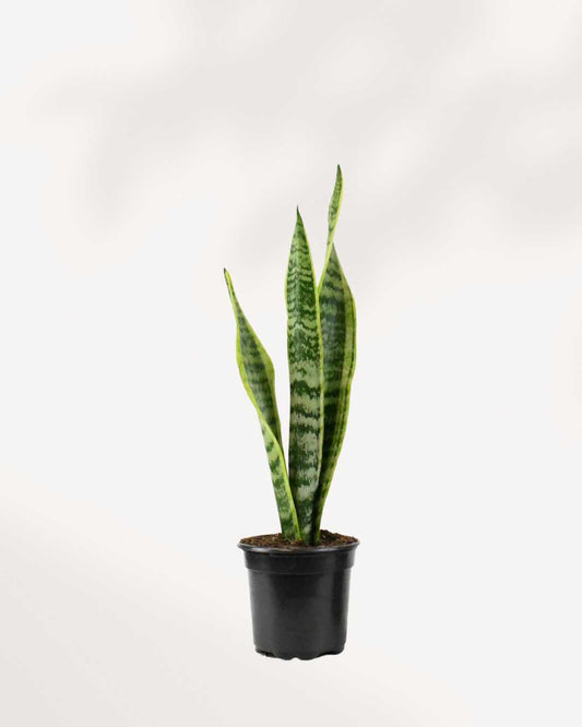 Sansevieria Laurentii 4" Pot - Small