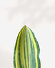 Sansevieria Masoniana Whale Fin Variegata