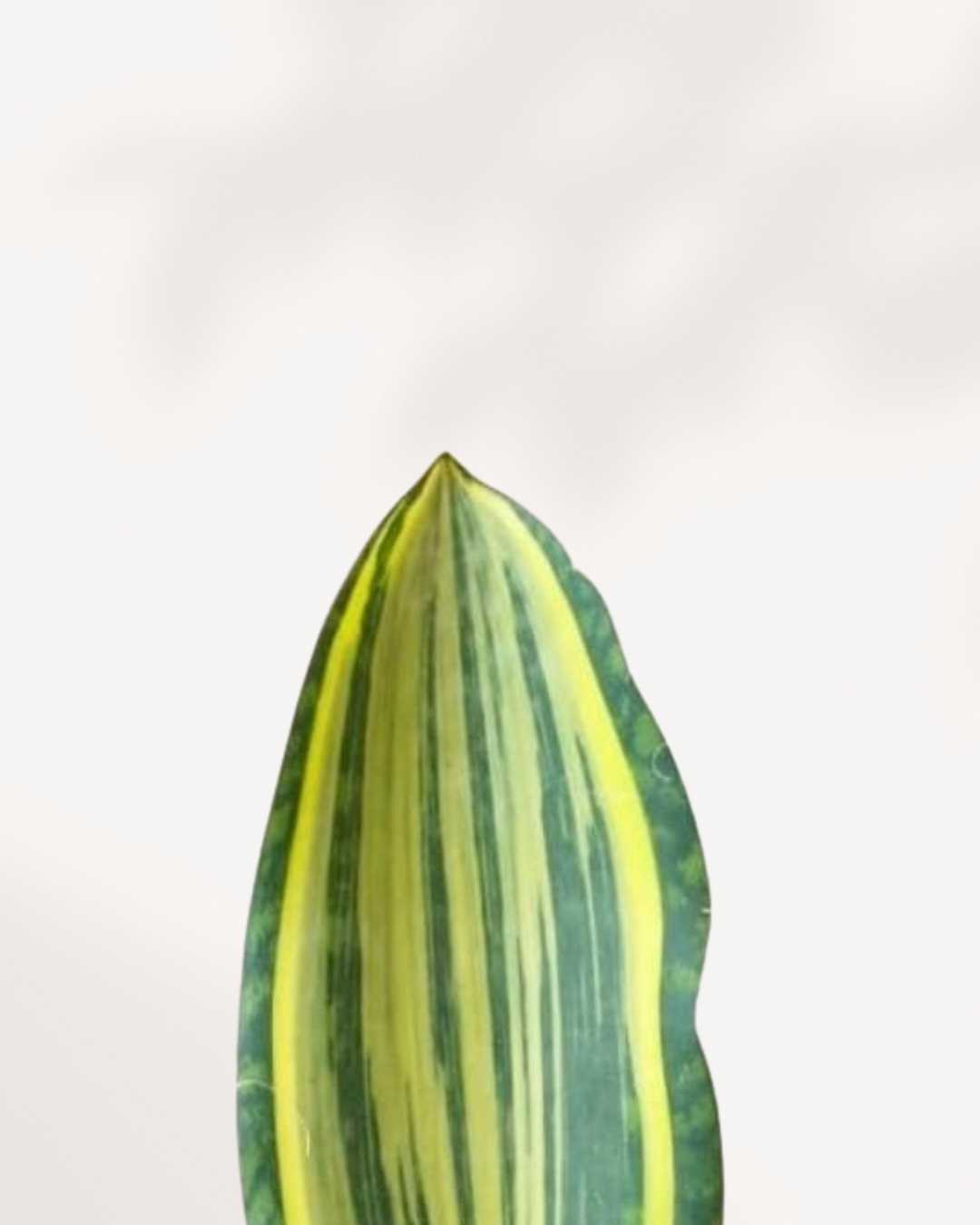 Sansevieria Masoniana Whale Fin Variegata