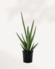 Sansevieria Mikado Bob Fernwood 4 inch pot, front view of fan-shaped leaves