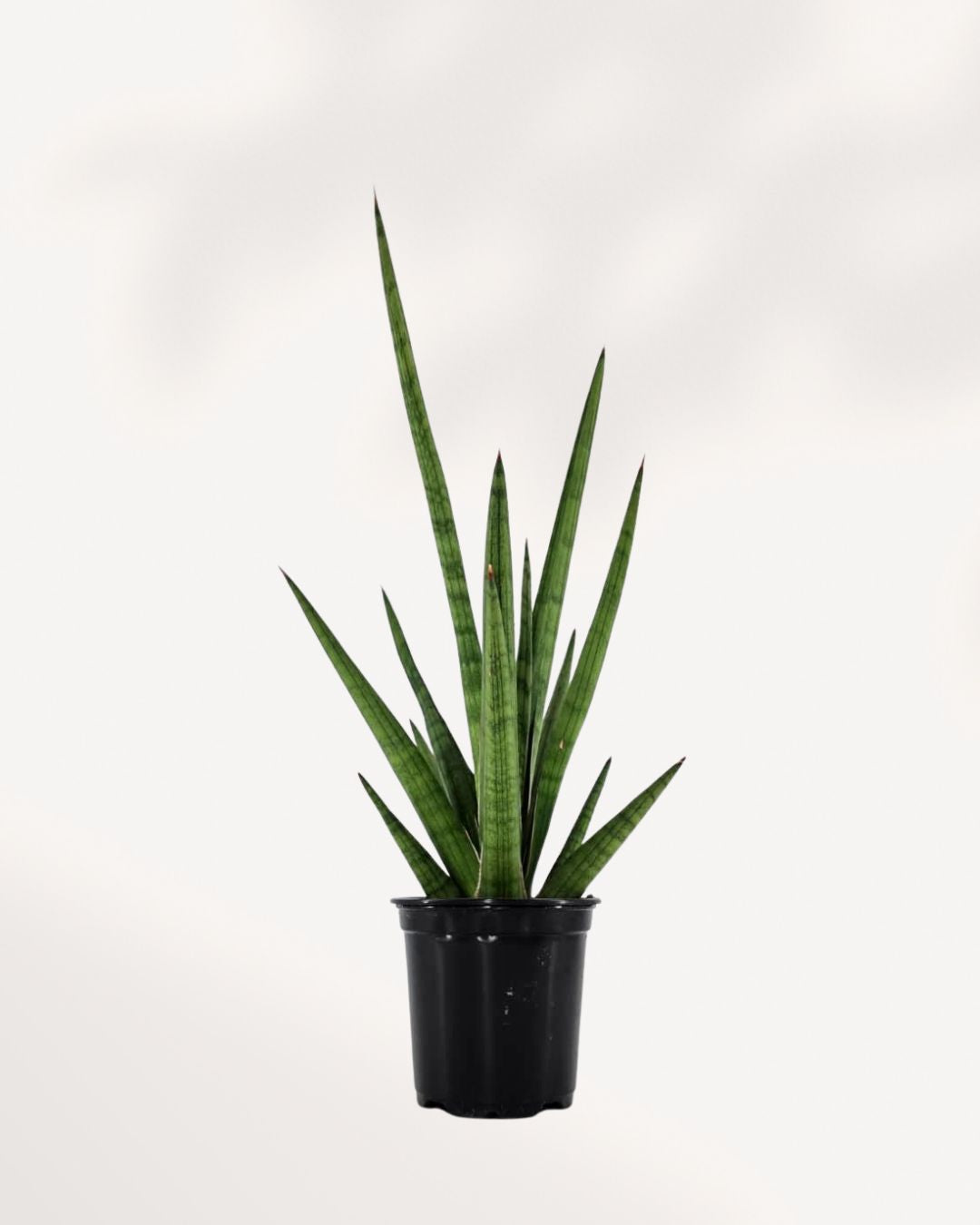 Sansevieria Mikado Bob Fernwood 4 inch pot, front view of fan-shaped leaves