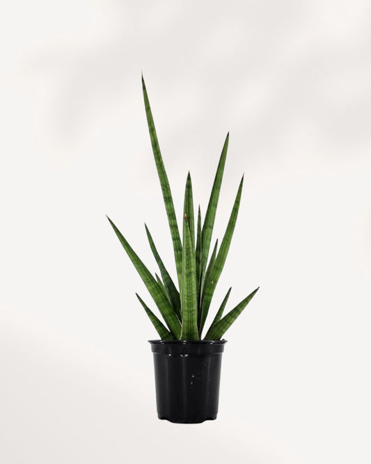 Sansevieria Mikado Bob Fernwood 4 inch pot, front view of fan-shaped leaves