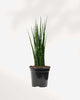 Sansevieria Fernwood Mikado 4" Pot - Small