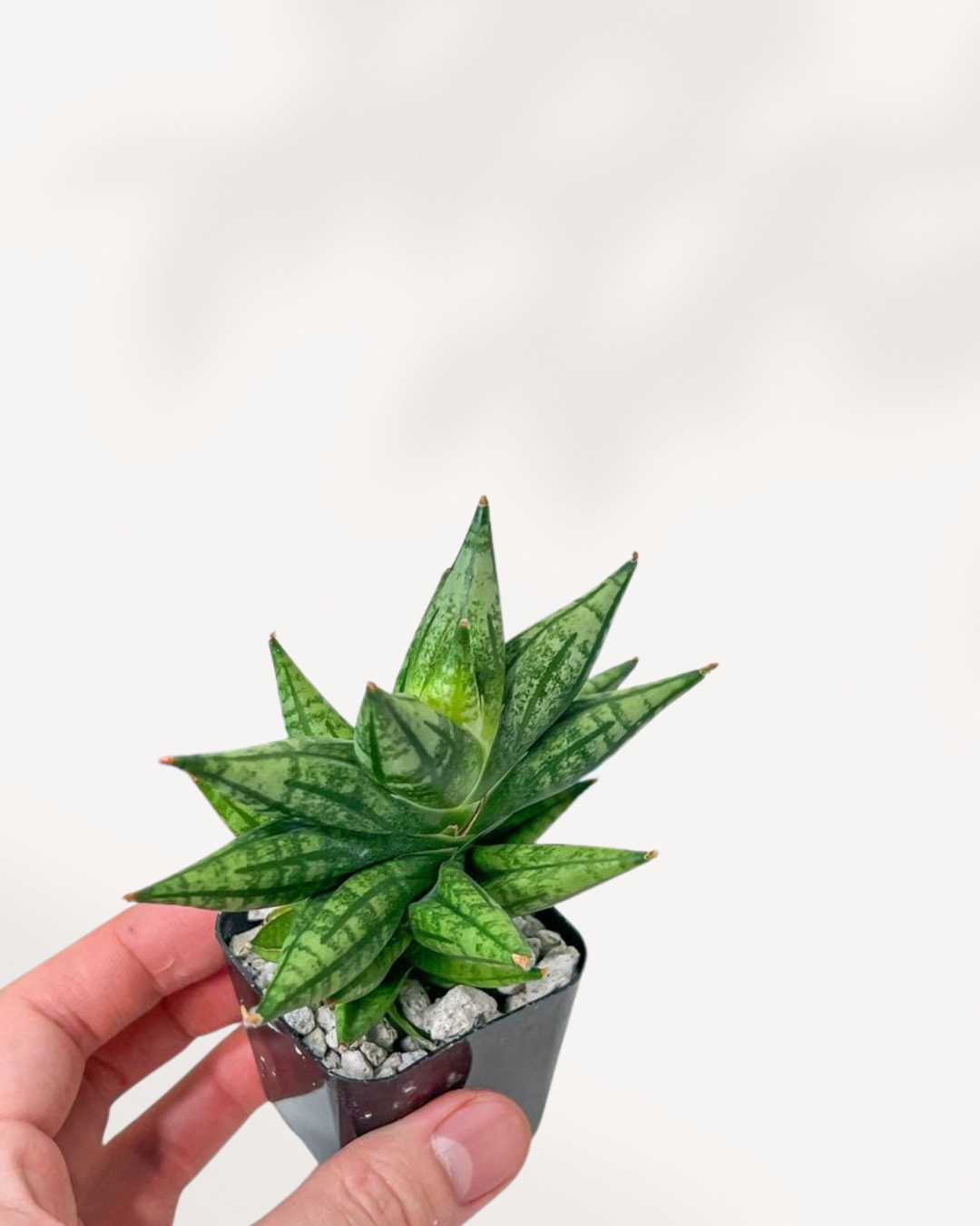 Sansevieria Ming Manee 1.5” Pot -XSmall