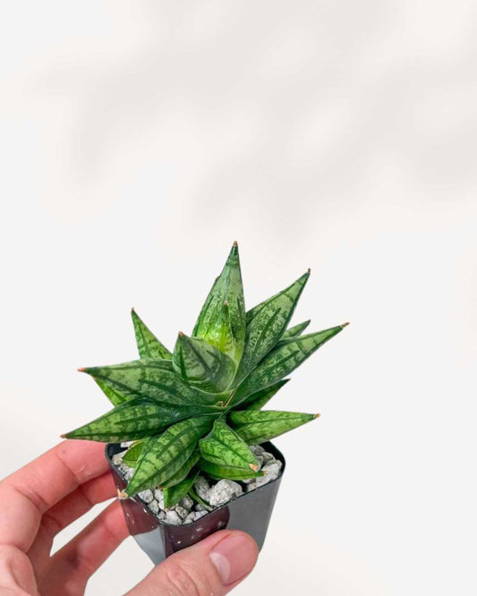 Sansevieria Ming Manee 1.5” Pot -XSmall