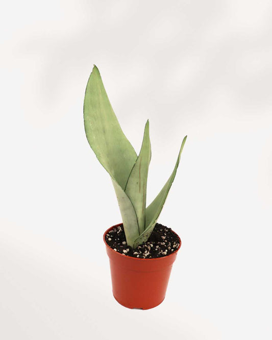 Sansevieria Moonshine 4" Pot - Small (Expect some blemishes)