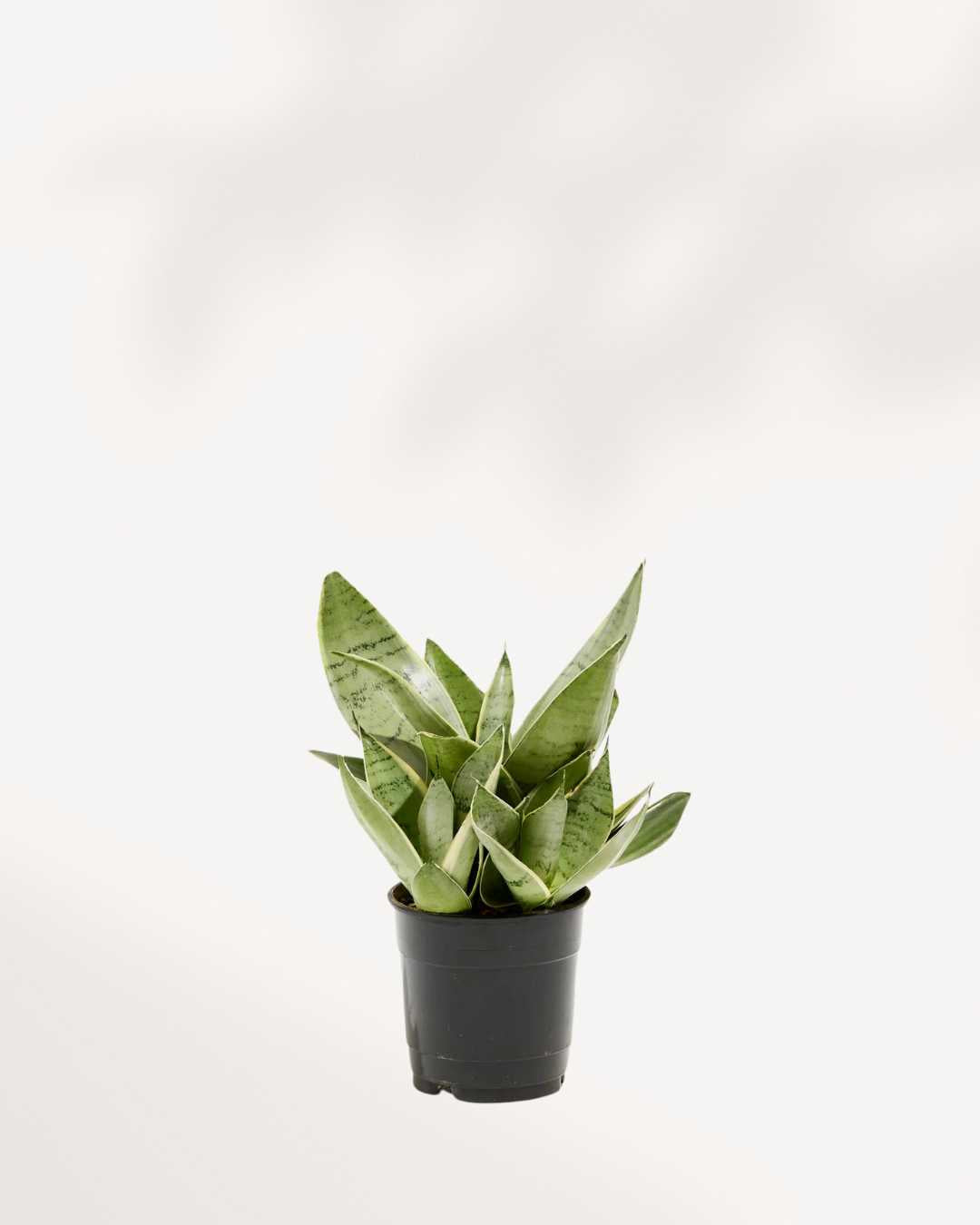 Sansevieria Night Owl 4 inch pot, front view of green and silver leaves