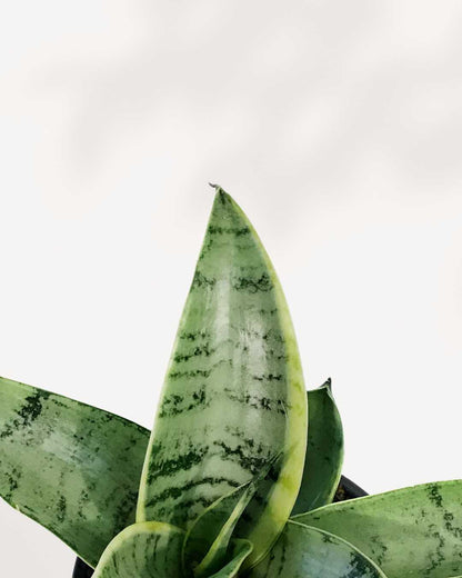 Close-up of Sansevieria Night Owl's silver-edged leaves