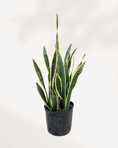 Sansevieria Snake Plant 8" Pot Large