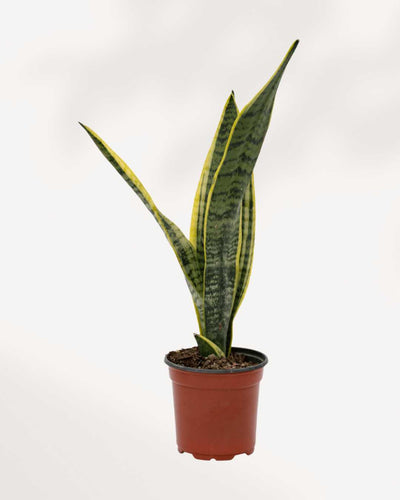 Sansevieria Snake Plant