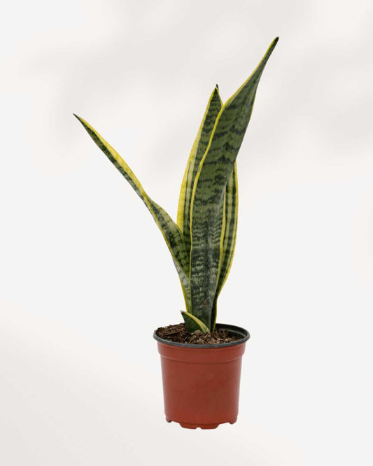 Sansevieria Snake Plant 4" Pot - Small