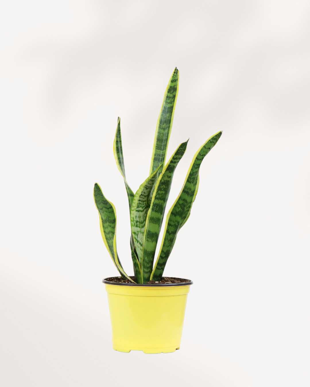 Sansevieria Snake Plant 6" Pot Medium