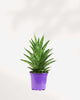 Sansevieria Trifasciata Tough Lady 4" Pot - Small