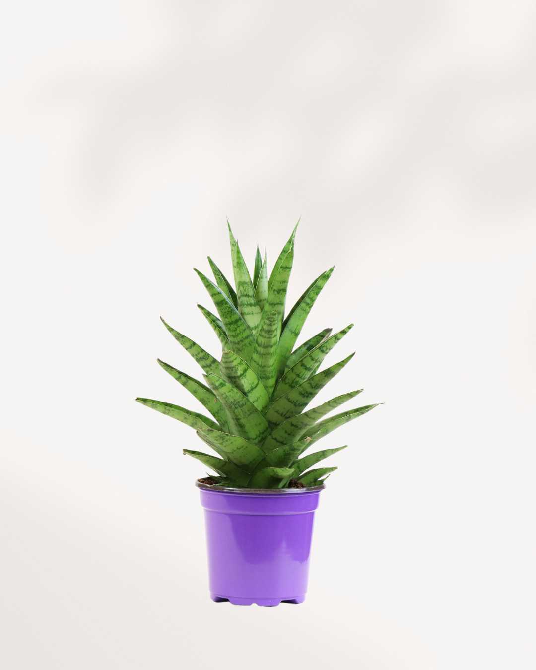 Sansevieria Trifasciata Tough Lady 4" Pot - Small