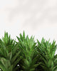 Sansevieria Trifasciata Tough Lady