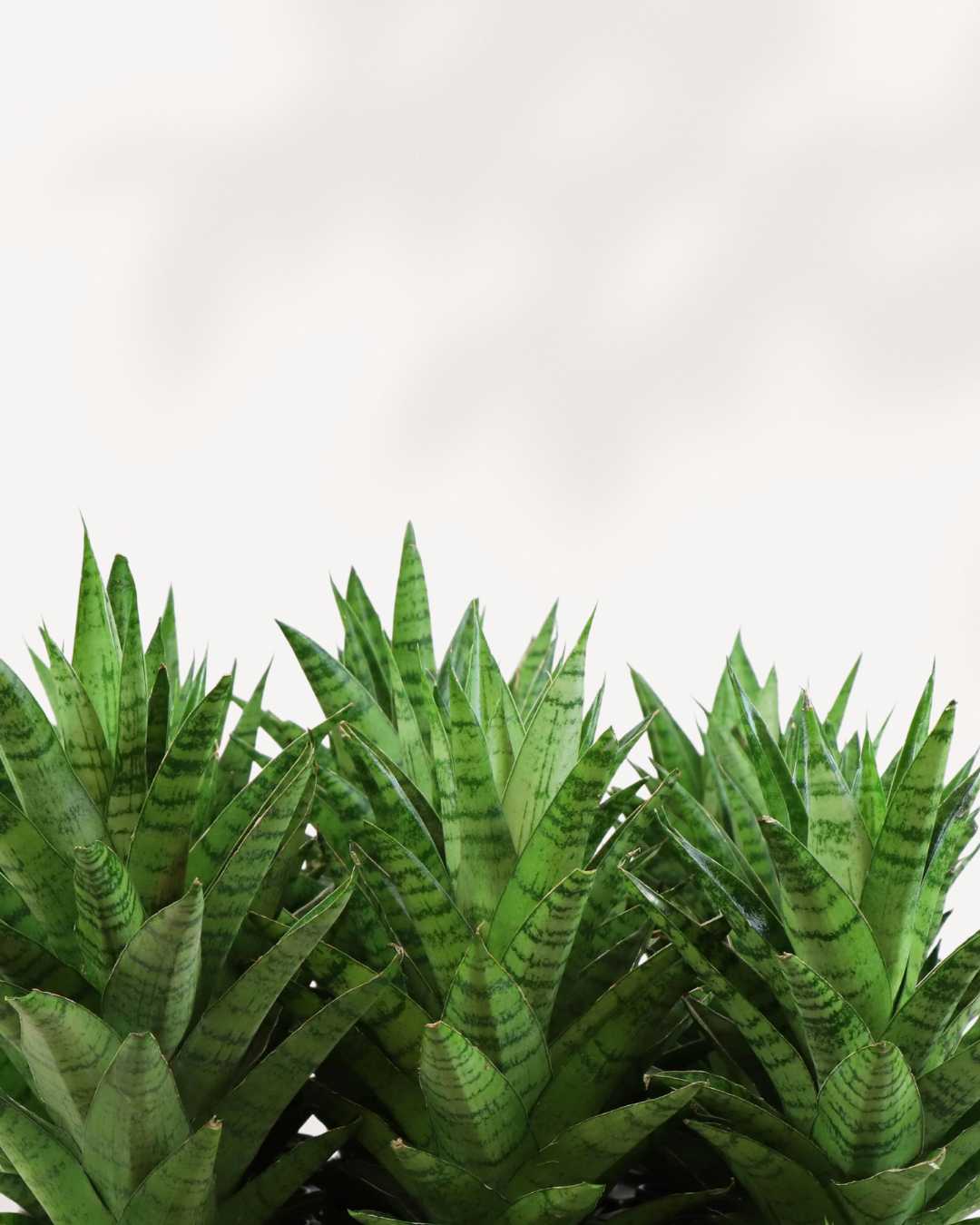 Sansevieria Trifasciata Tough Lady