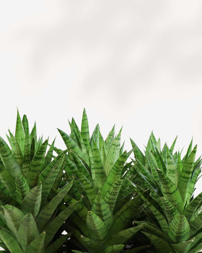 Sansevieria Trifasciata Tough Lady