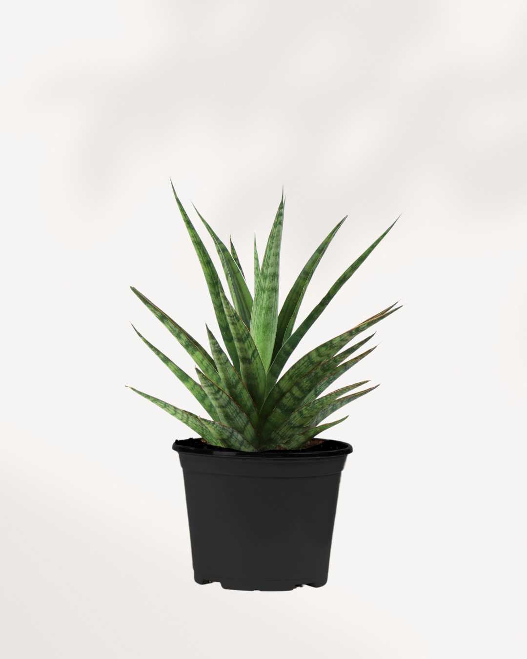 Sansevieria Trifasciata Tough Lady 6" Pot - Medium