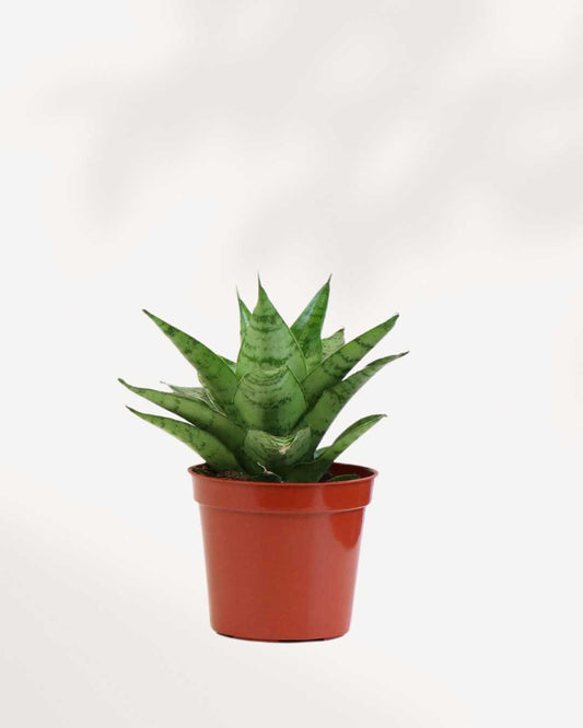 Sansevieria Trifasciata Tough Lady 2.5" Pot - XSmall