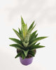Sansevieria Trifasciata Tough Lady