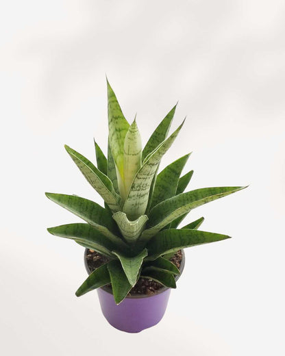 Sansevieria Trifasciata Tough Lady
