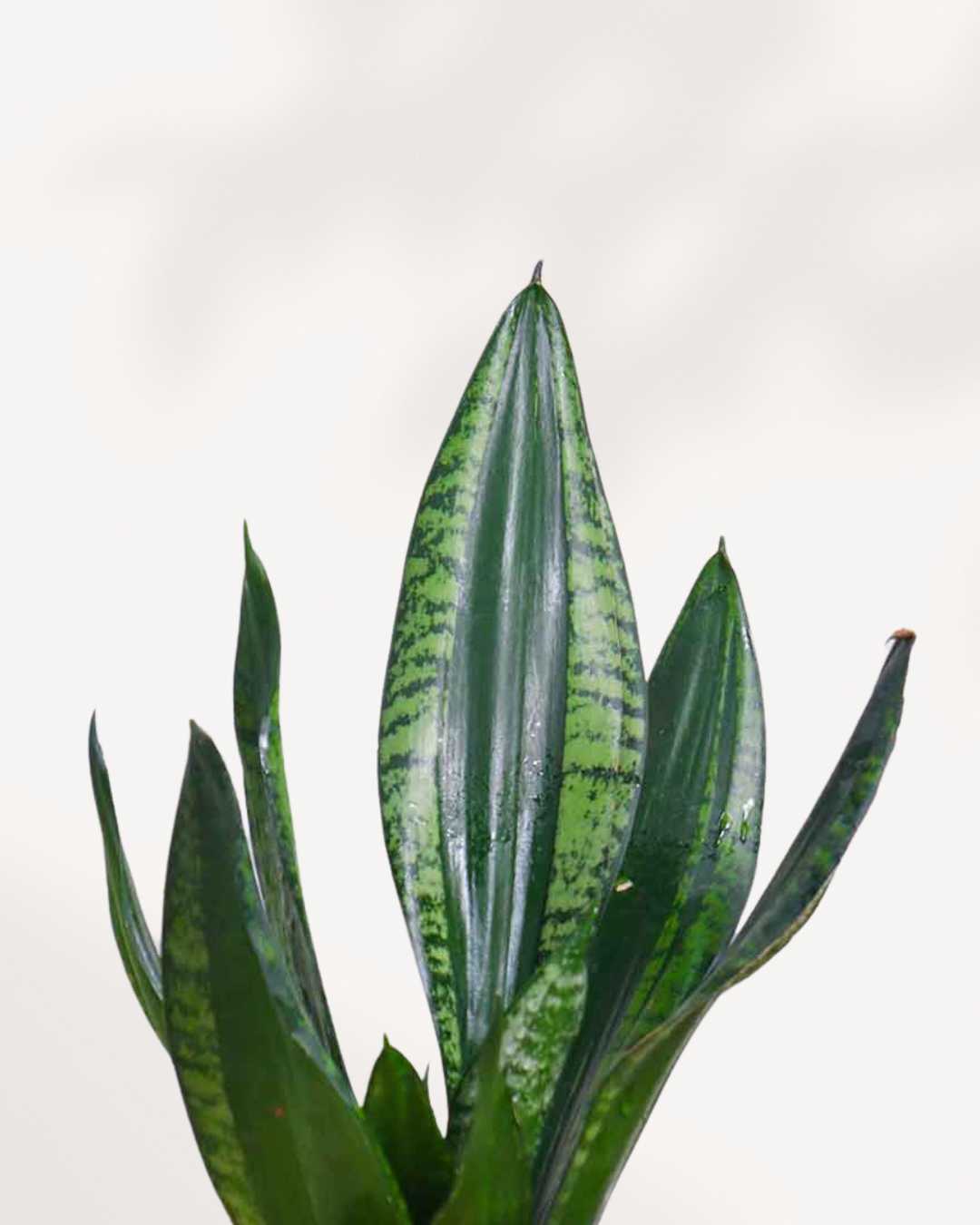 Close-up of Sansevieria Whitney's dark green and silver striped leaves