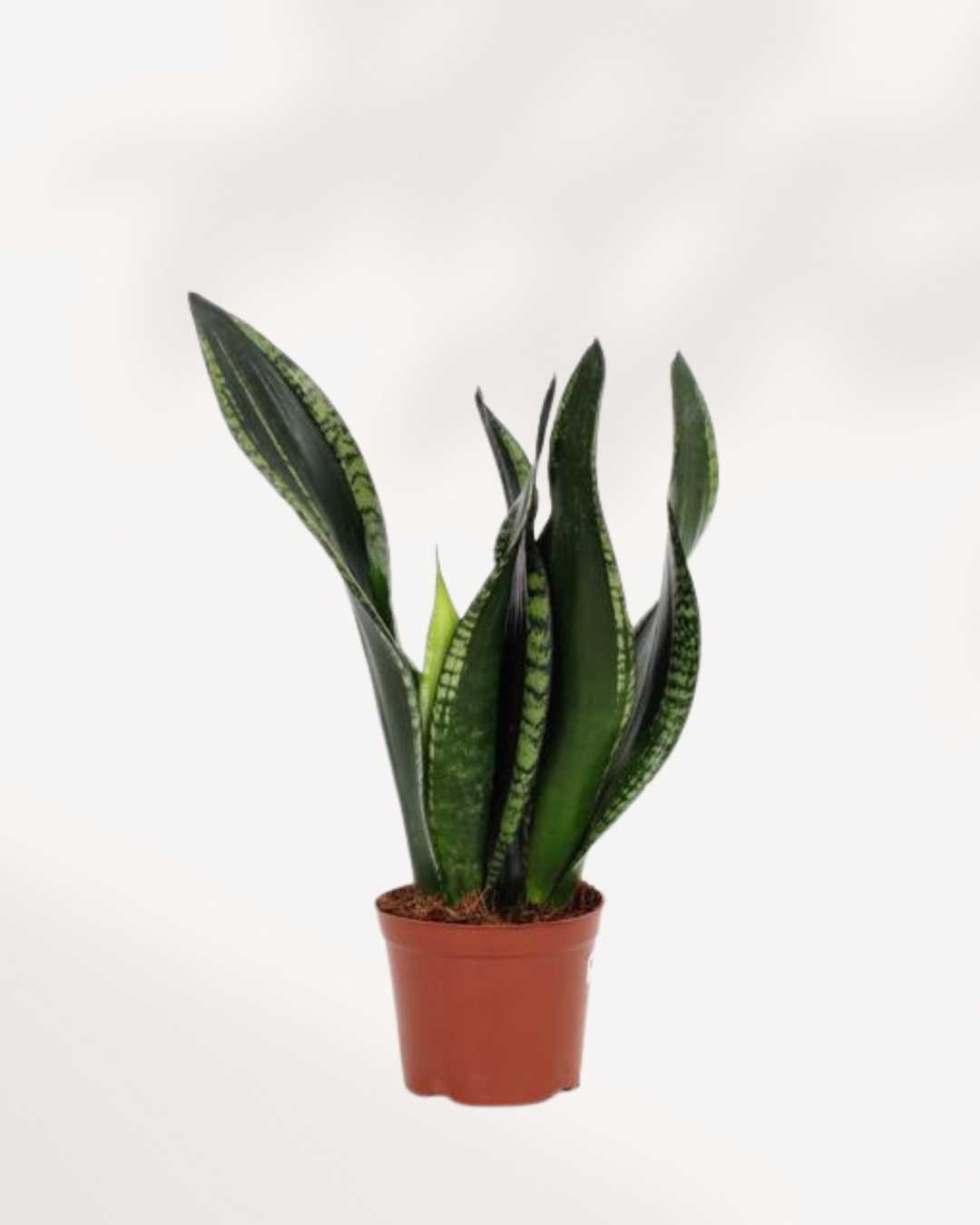 Sansevieria Whitney 6 inch pot, front view