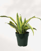 Sansevieria Yellow Stone 6” Pot -Medium