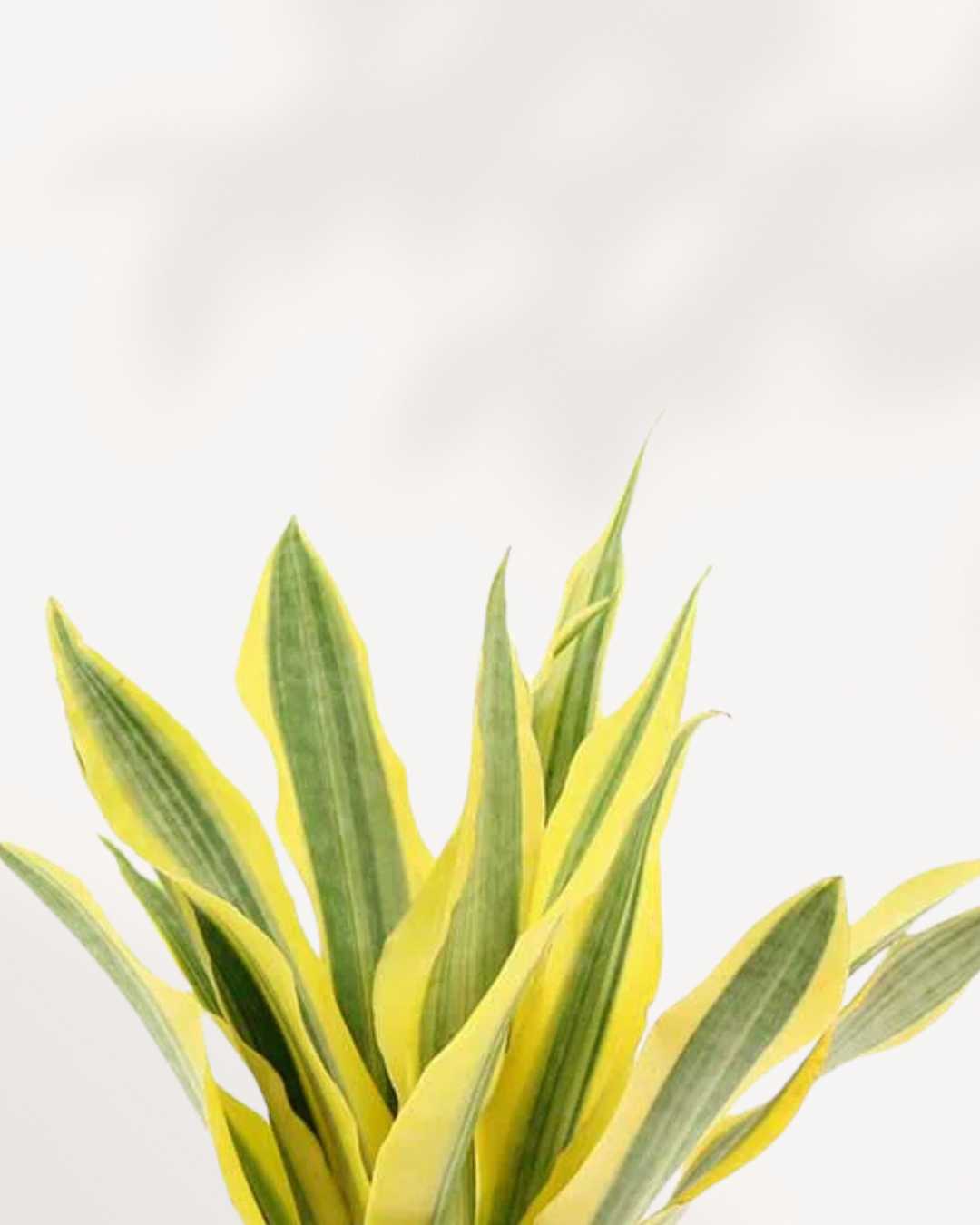 Sansevieria Yellow Stone