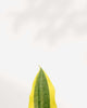 Sansevieria Yellow Stone