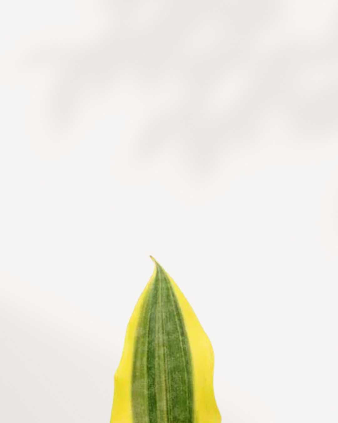 Sansevieria Yellow Stone