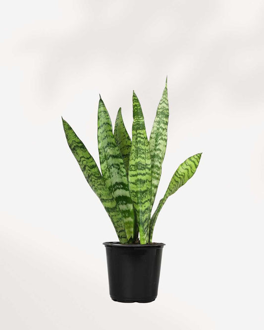 Sansevieria Zeylanica