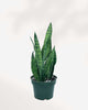 Sansevieria Zeylanica 6" Pot - Medium