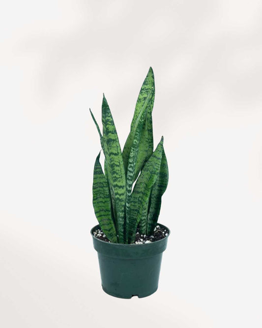 Sansevieria Zeylanica