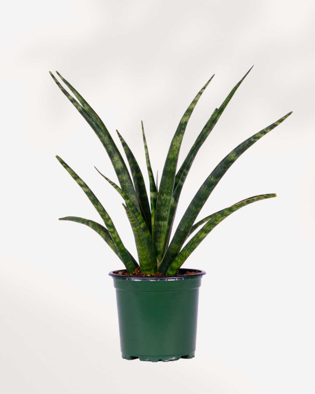 Sansevieria Fernwood Natural Front View