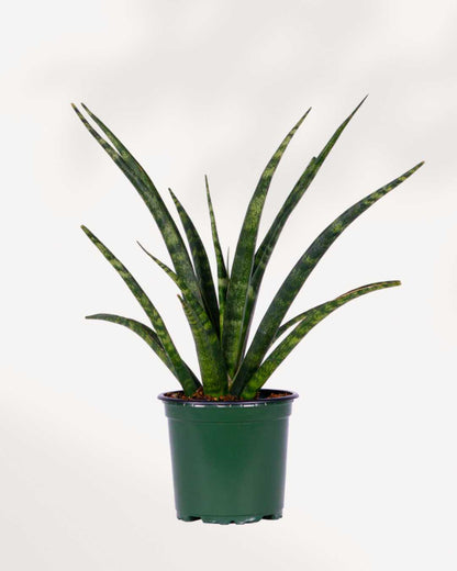 Sansevieria Fernwood Natural Front View