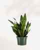 Sansevieria Futura Robusta 6" Pot - Medium (Expect some blemishes)