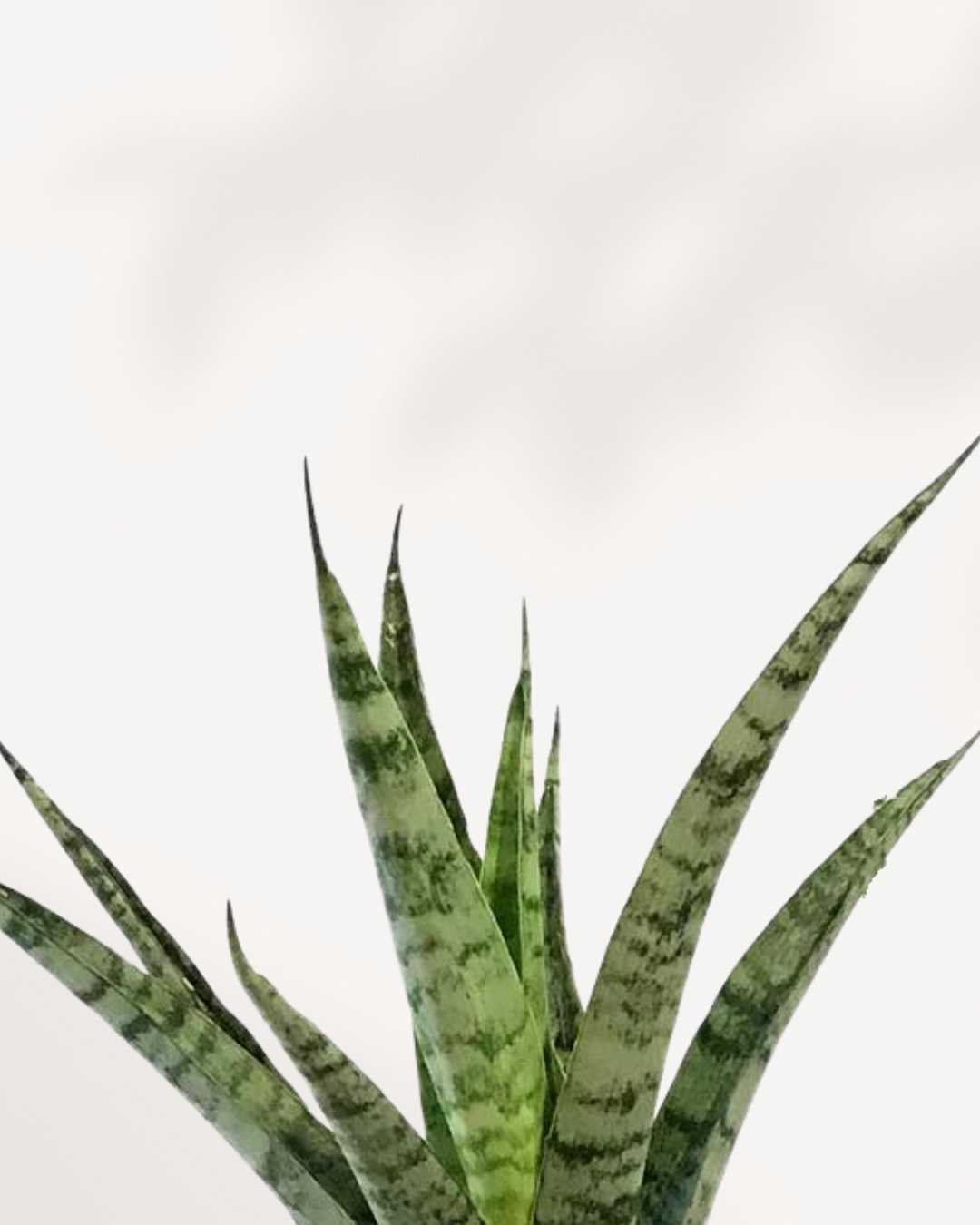 Sansevieria Javanica