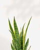 Sansevieria Laurentii
