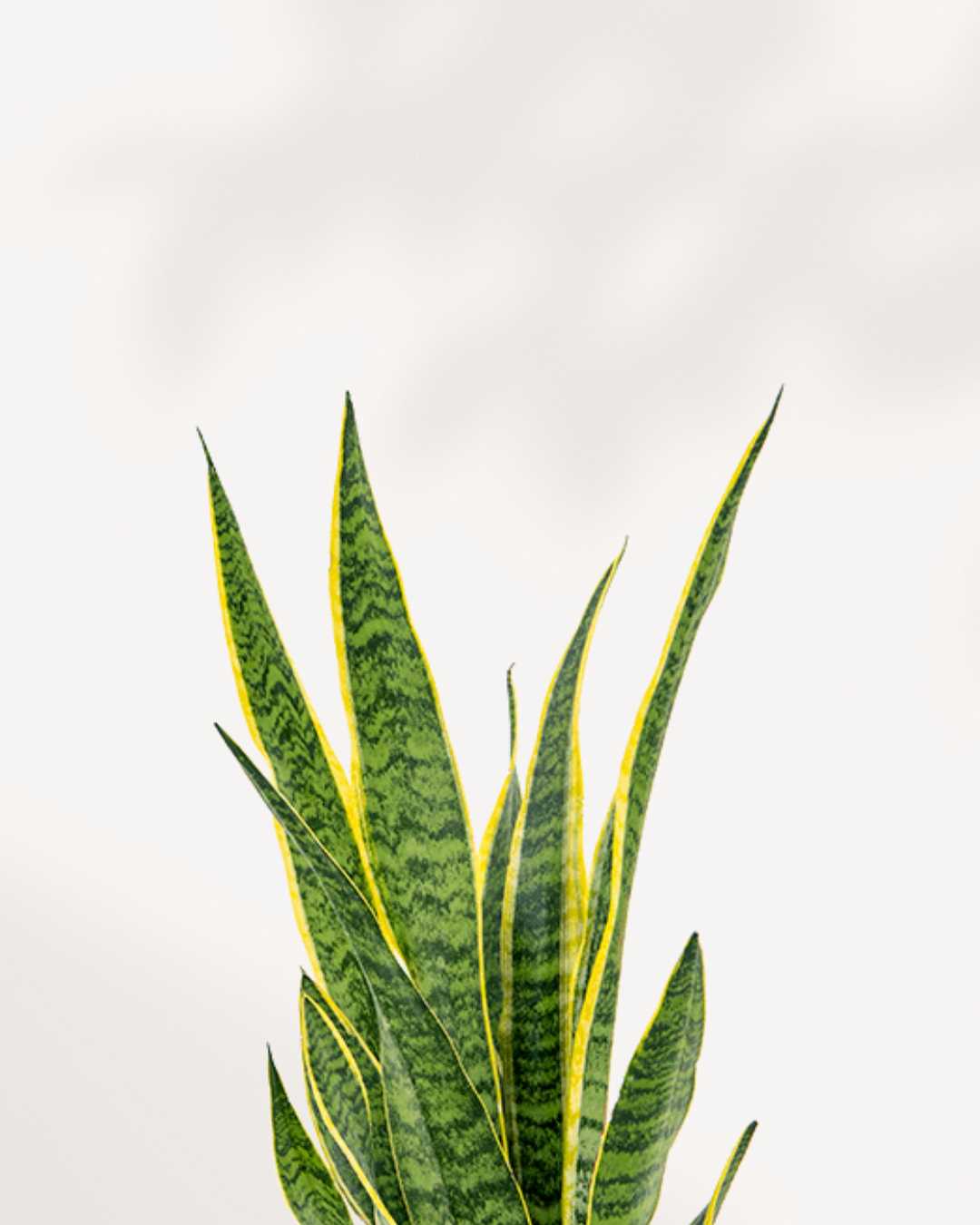 Sansevieria Laurentii
