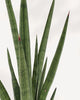 Close-up of Sansevieria Mikado Bob Fernwood's cylindrical leaves