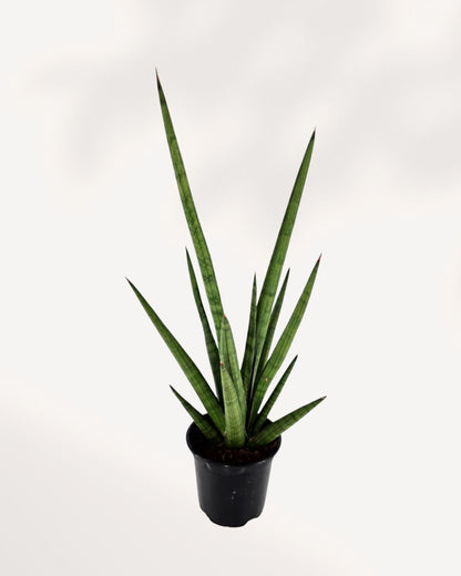 Top-down view of Sansevieria Mikado Bob Fernwood's fan-shaped growth