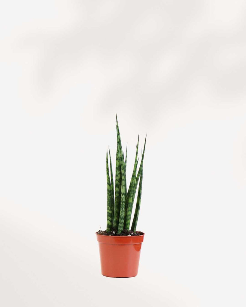 Sansevieria Fernwood Mikado 2.5” Pot - XSmall