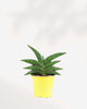 Sansevieria Samouraï