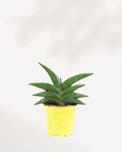 Sansevieria Samouraï