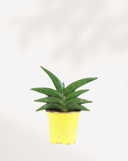 Sansevieria Samouraï