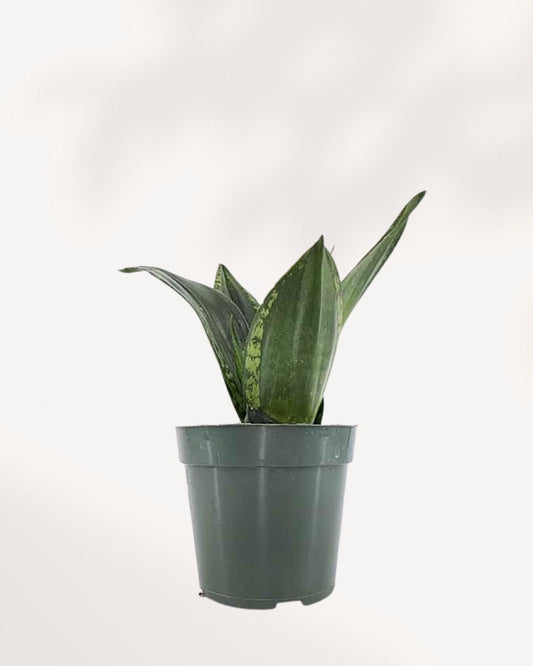 Sansevieria Whitney in a small pot, front view of silver-striped leaves